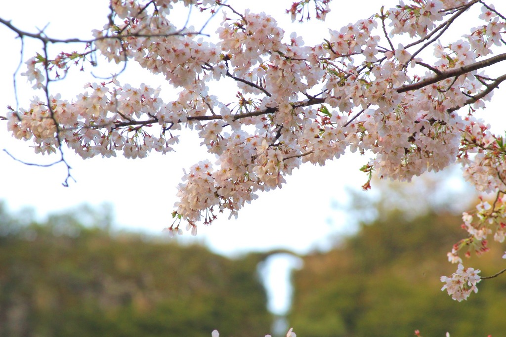 Les fleurs de cerisier de pont Mumyo du temple Tennenji