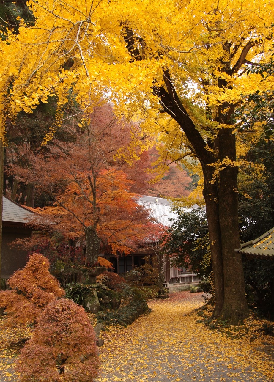 Les feuilles d&#039;automne du temple de Choanji