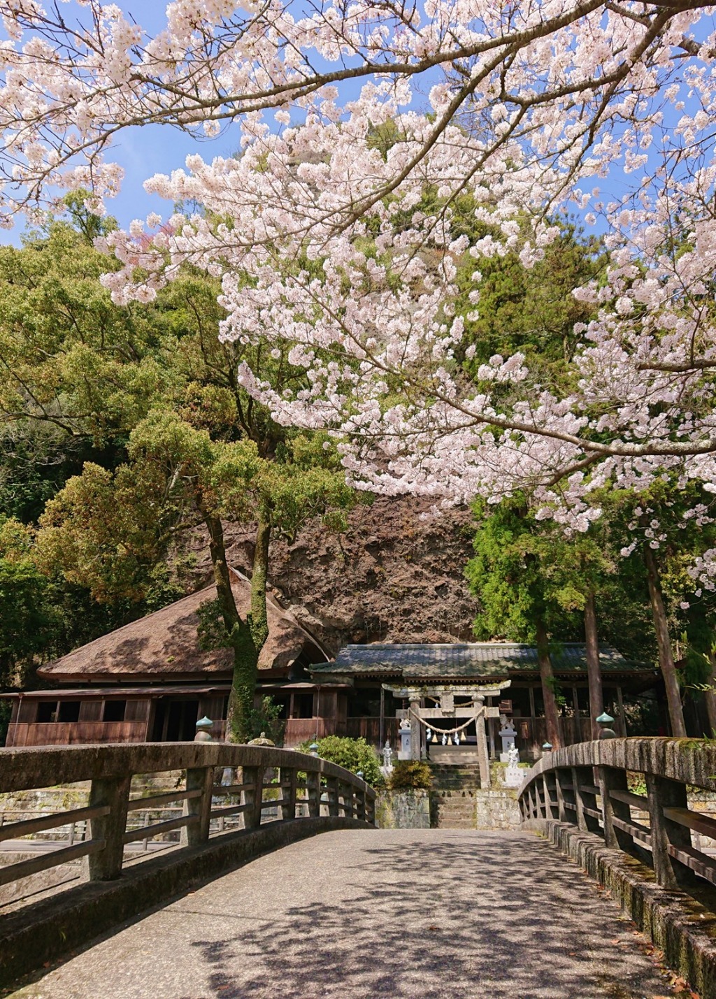 The cherry blossoms of Tennenji Temple