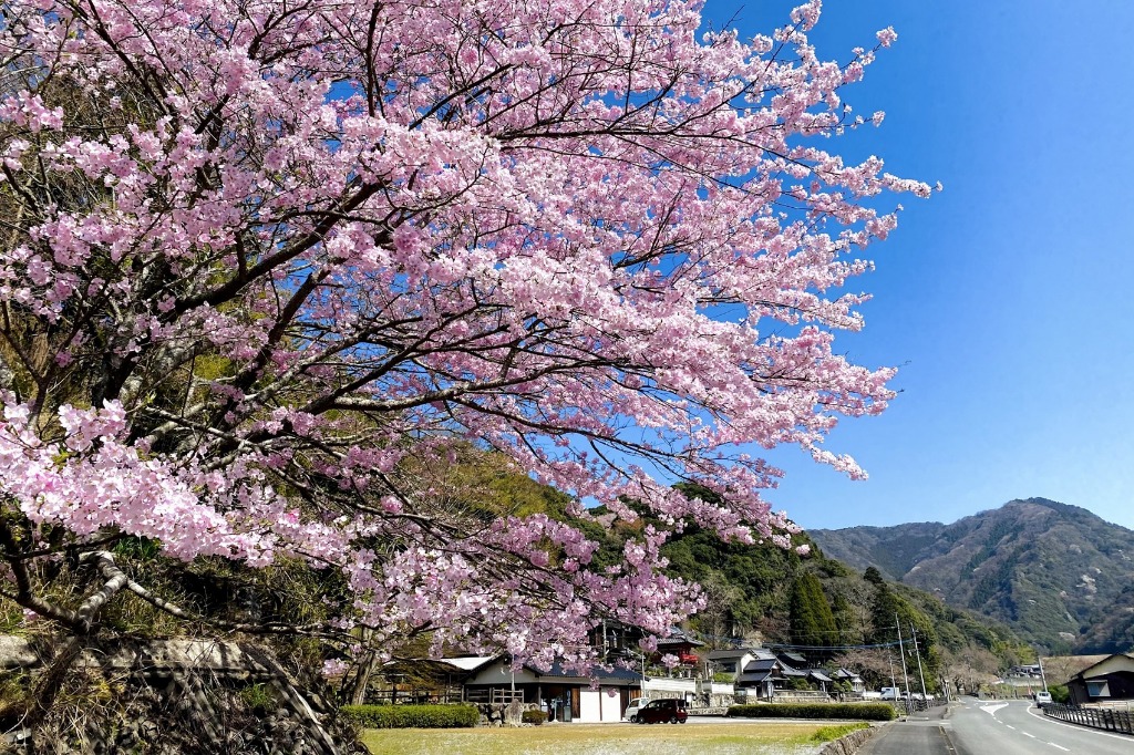 Les fleurs de cerisier du temple Reisenji