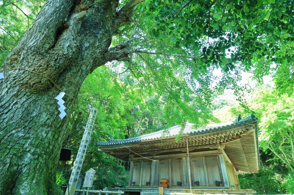 富貴寺とイチョウの大木
