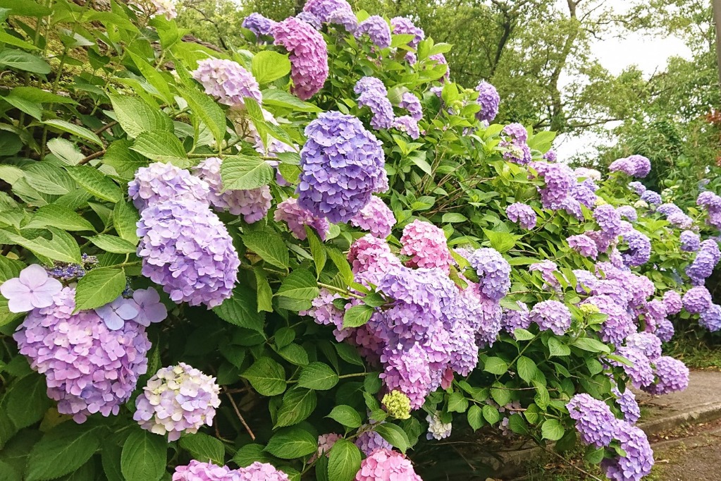 長安寺の紫陽花