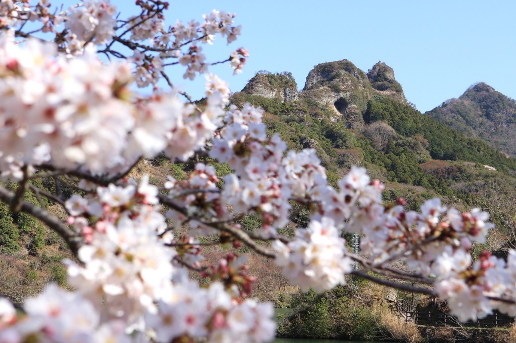 The cherry blossoms of Kishiro