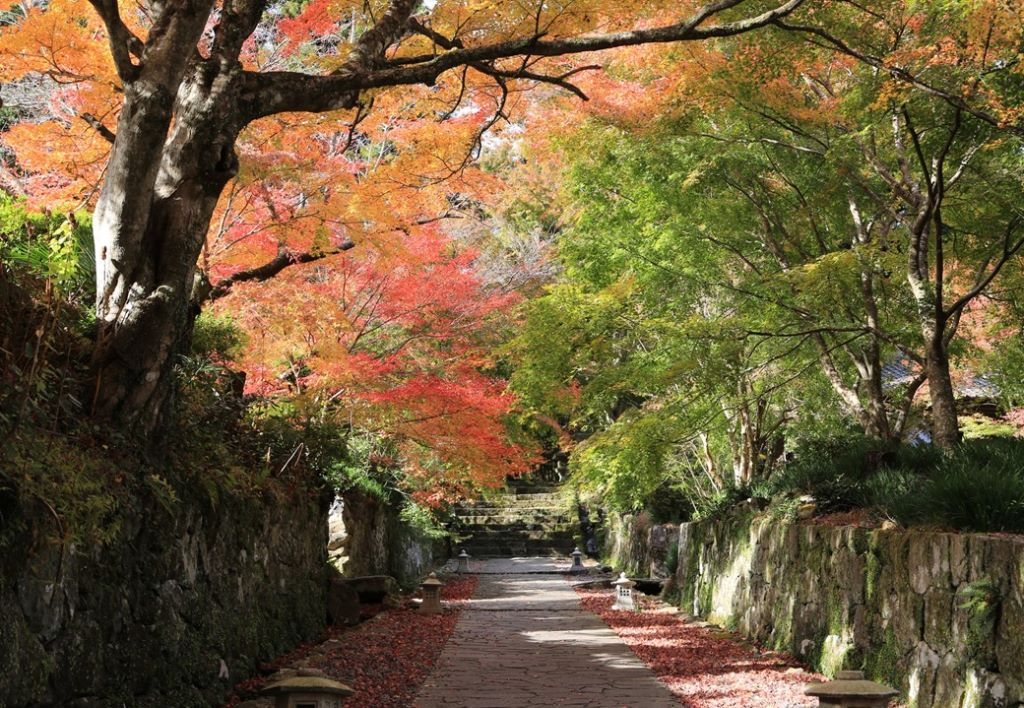 六郷満山が紅葉の彩りに くにさきの紅葉情報 トピックス 日本遺産 鬼が仏になった里 くにさき